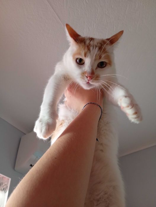 Vand pisica sau donez