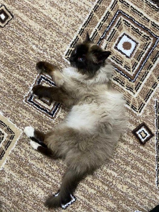 Кот в добрые руки