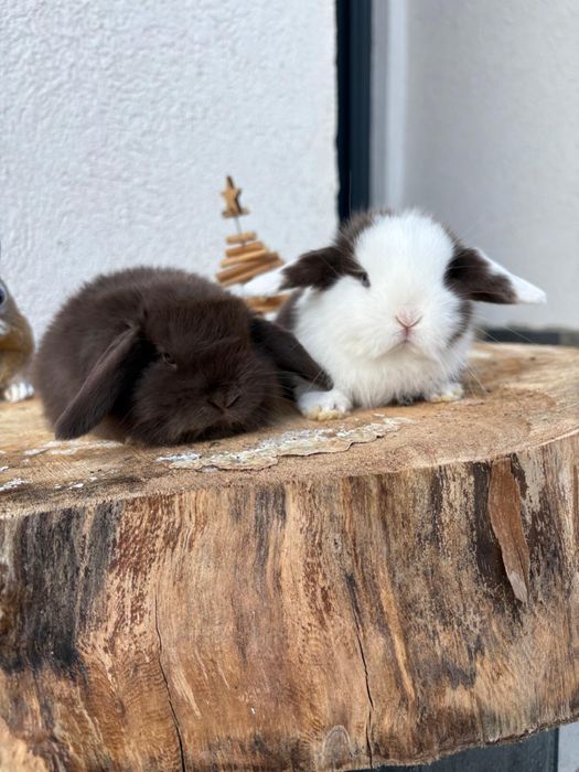 Iepuri pitici de companie berbec pitic/mini lop/holland lop
