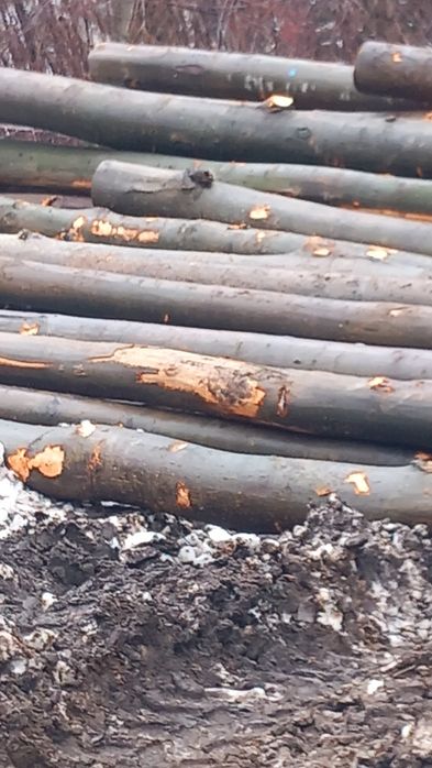 Vând Lemne de foc fag crepatura detali și comenzi la tel.