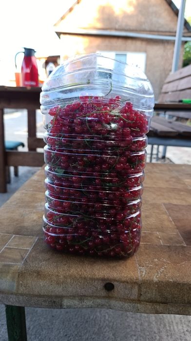Красная смородина