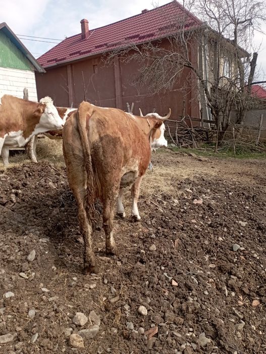 Vaca gestanta de vânzare