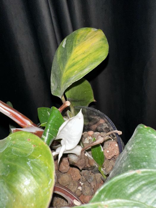 Филодендроны, монстера