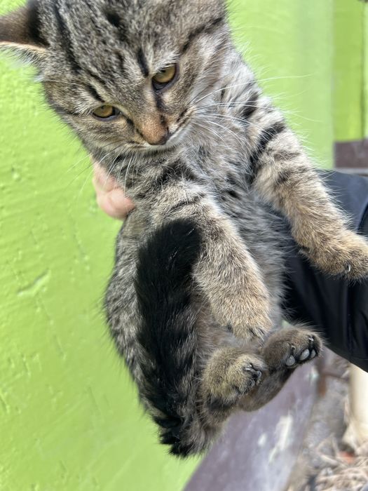 Отдам в добрые руки