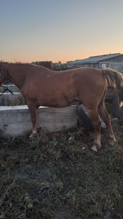 Верховой упитанный конь