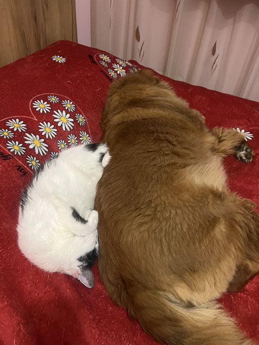 Pet Sitter/Dog Walker Medic Veterinar Bucuresti