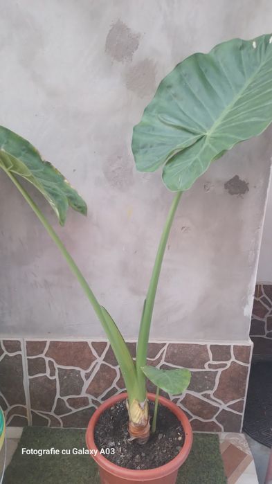 Schefflera arboricola sau arborele umbrela