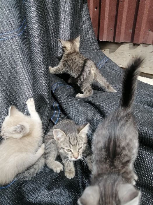 Котята в добрые руки