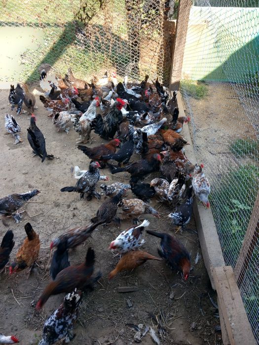 De vânzare gaini pitici mi de flori! Preturile variază în funcție