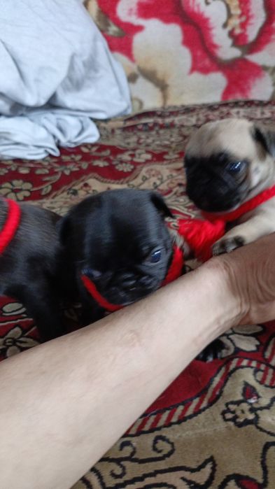 Продам щенков мопса