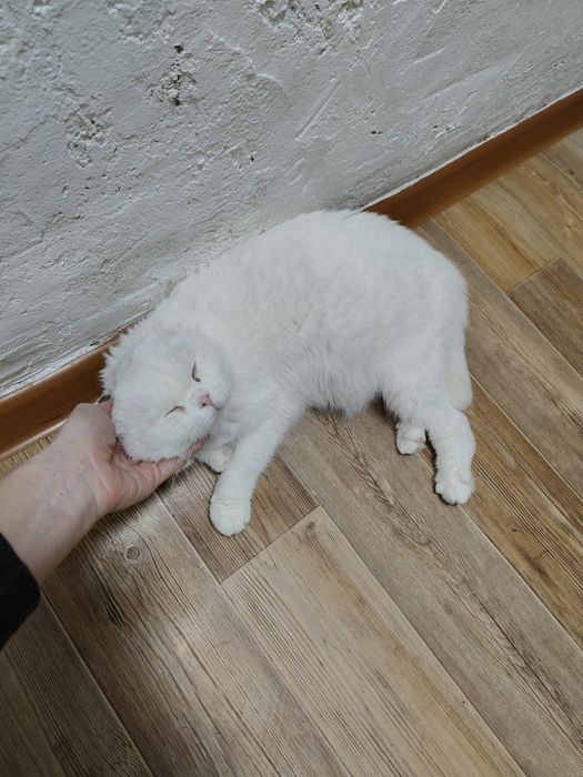 Шотландская Скоттш Фолд