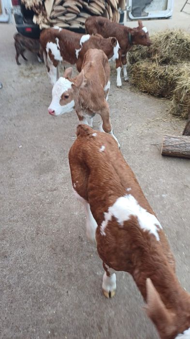 Aduc vitei bălțată românească la comanda