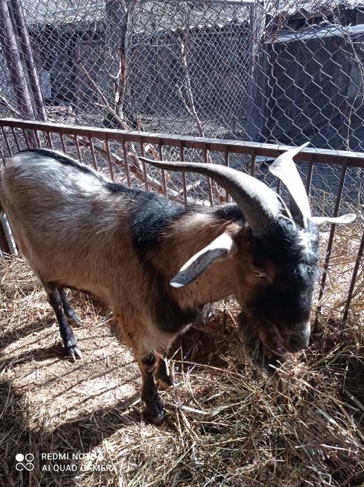 Продается козочка