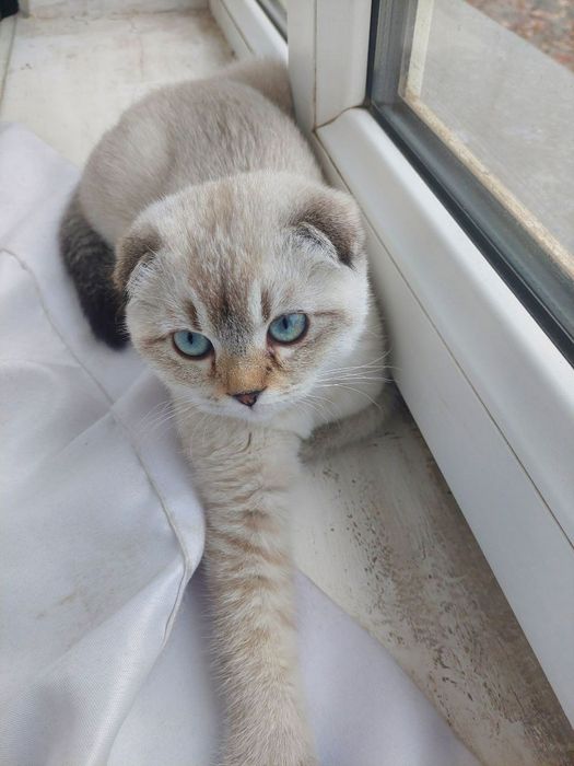 Очаровательный котёнок в добрые руки!
Очаровательный