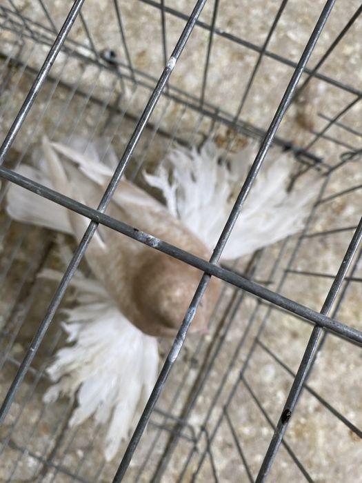 Продам голубей .