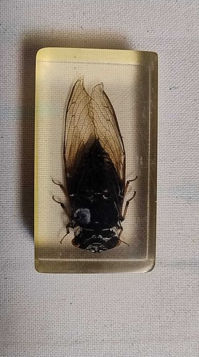 Insecte reale conservate în rășină sintetică - seria de la Deagostini