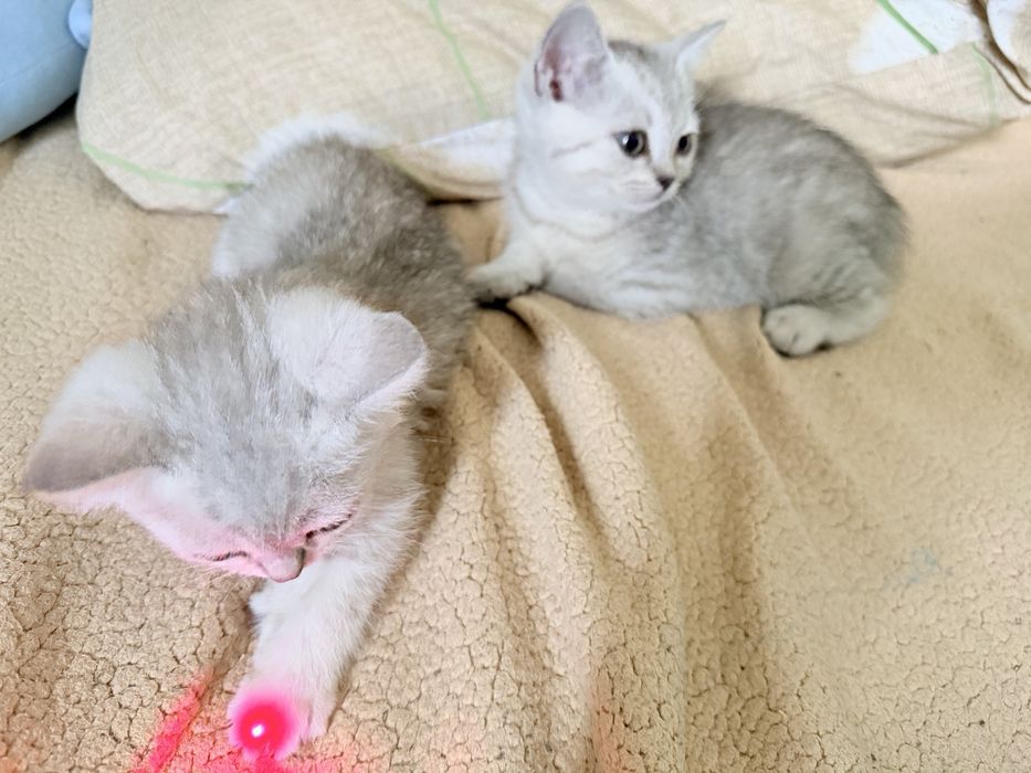Британские котята серебро