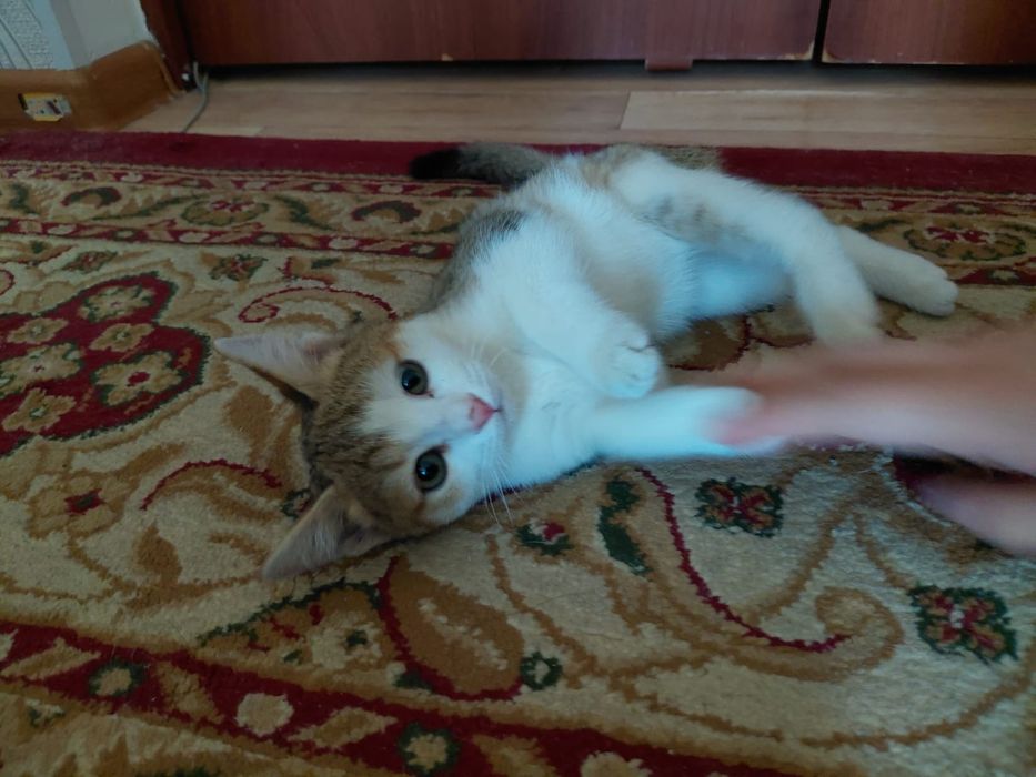 Котёнок в добрые руки. Бесплатно