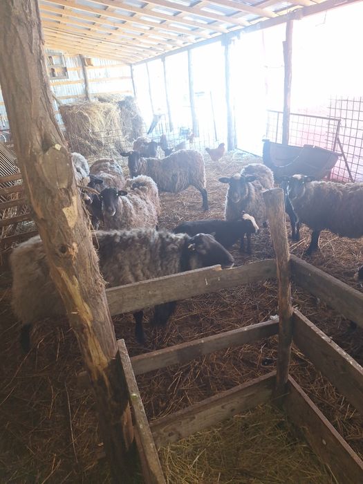 Oi si mielute  Romanov