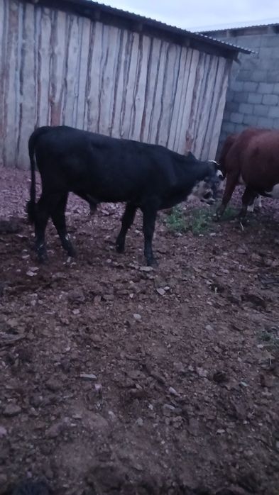 Продам бычков и телок
