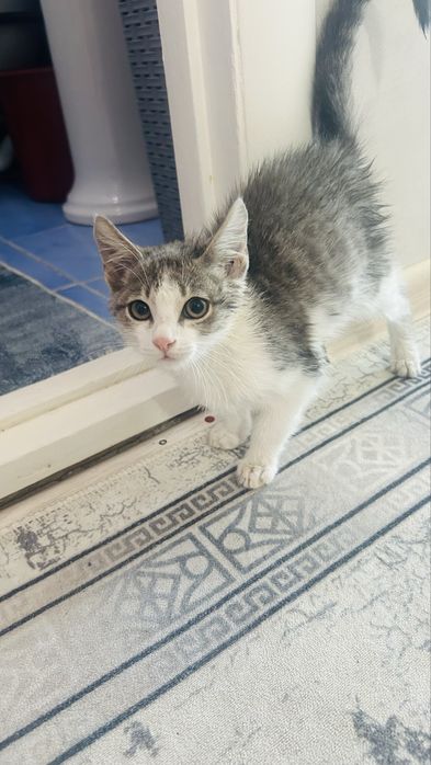 Котенок бесплатно