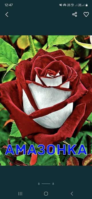 Розы Саженцы оптом