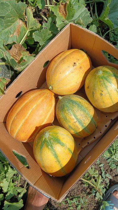 Vând pepeni    caristan cantitate 80-100 tone și galben