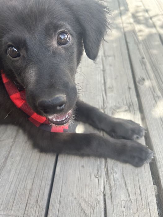 Щенок в добрые руки