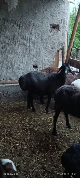 Семиз она куй сотилади