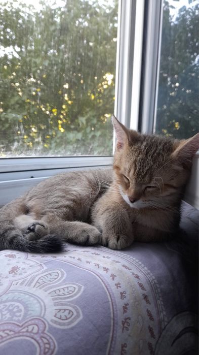 Продам котят британские веслоухих