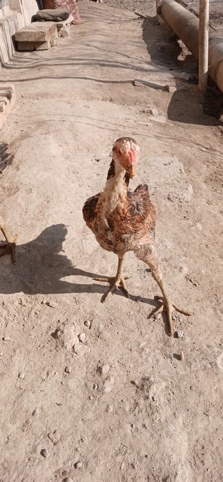 Kulangi joʻja sotiladi linyasi toza 100% sogʻlom