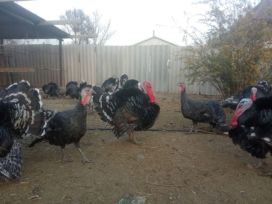 Гибрид индюк 6.7айлык