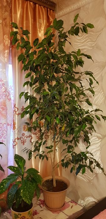 Продам цветы комнатные