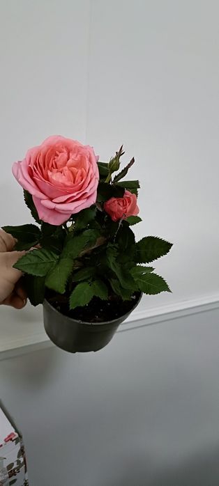 Розы в горшочке:2500 тенге