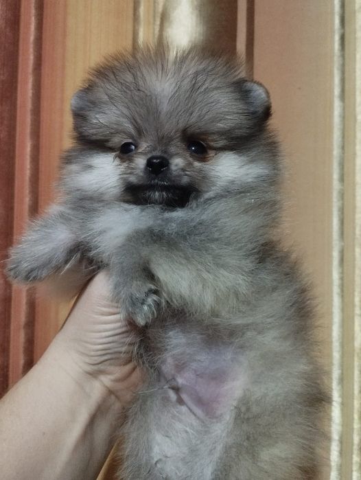 Щенки шпица мини