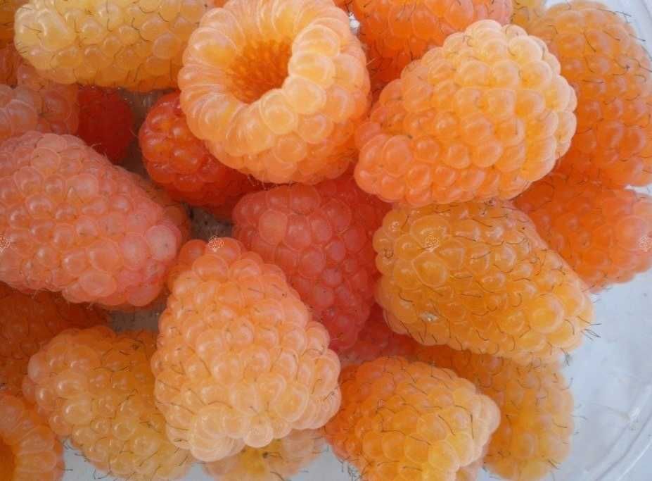 butasi zmeura rubin,cayuga,,Polka butasi mur anul 2 -50+25 gratis