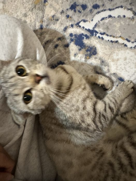 Шотландский вислоухий котик
