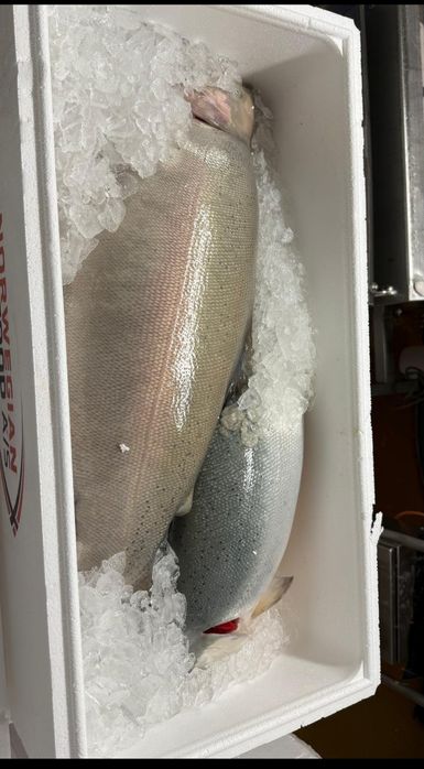 Форель Норвежская, Супер