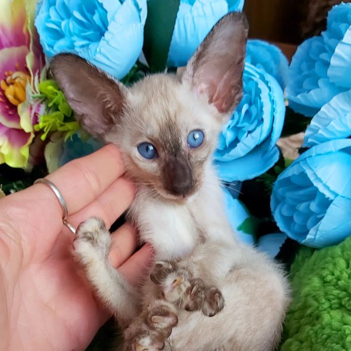 Ориенталы и Сиамы .  Котята