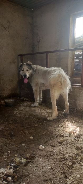 Продам кобеля алабай молодой полтора года