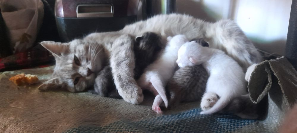 Mushuk bolalari sotiladi 50000