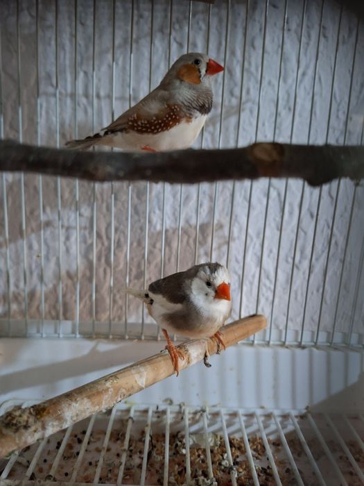 Амадин готовый пара