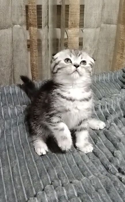 Две девочки Скоттиш фолд.