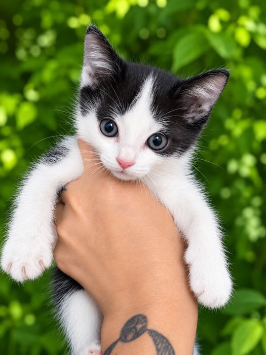 Отдам котят в хорошие руки
