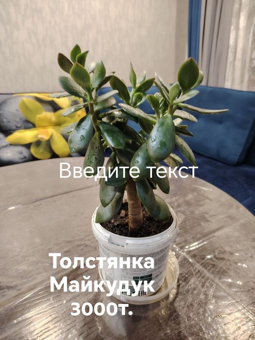 Толстянка (денежное дерево)