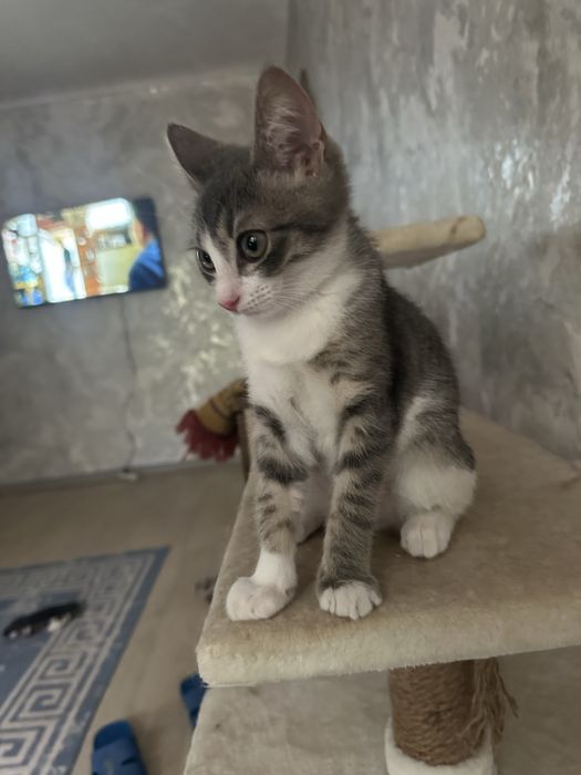 Срочно. Отдам в добрые руки котенка.