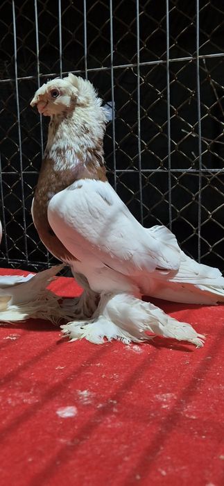 Голуб Капканннннн