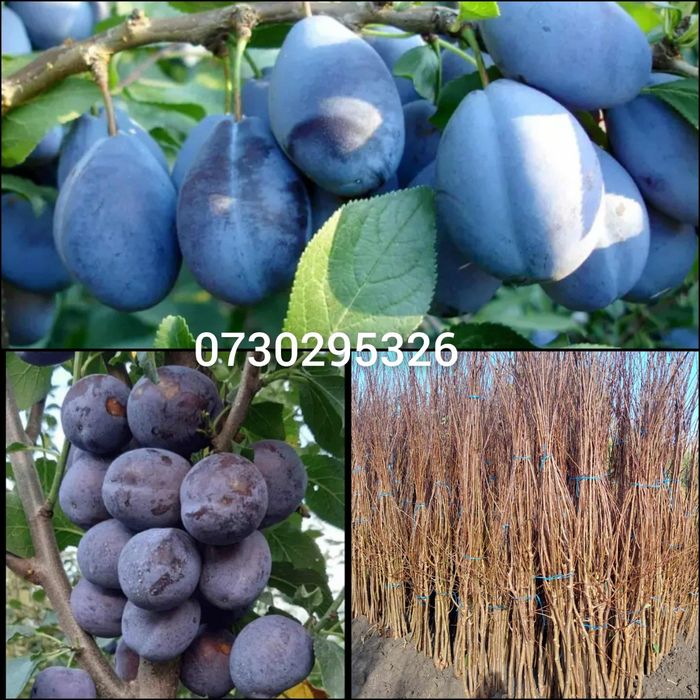 De vânzare Pomi Fructiferi Altoiti Clasici și Columnari anul 3