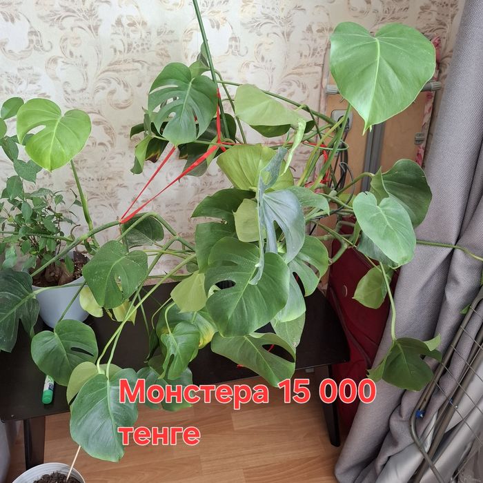 Комнатные растения