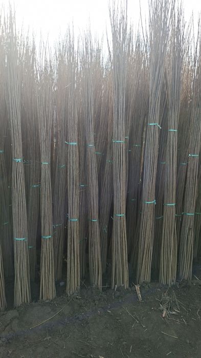 Ишончли терак кучатлари